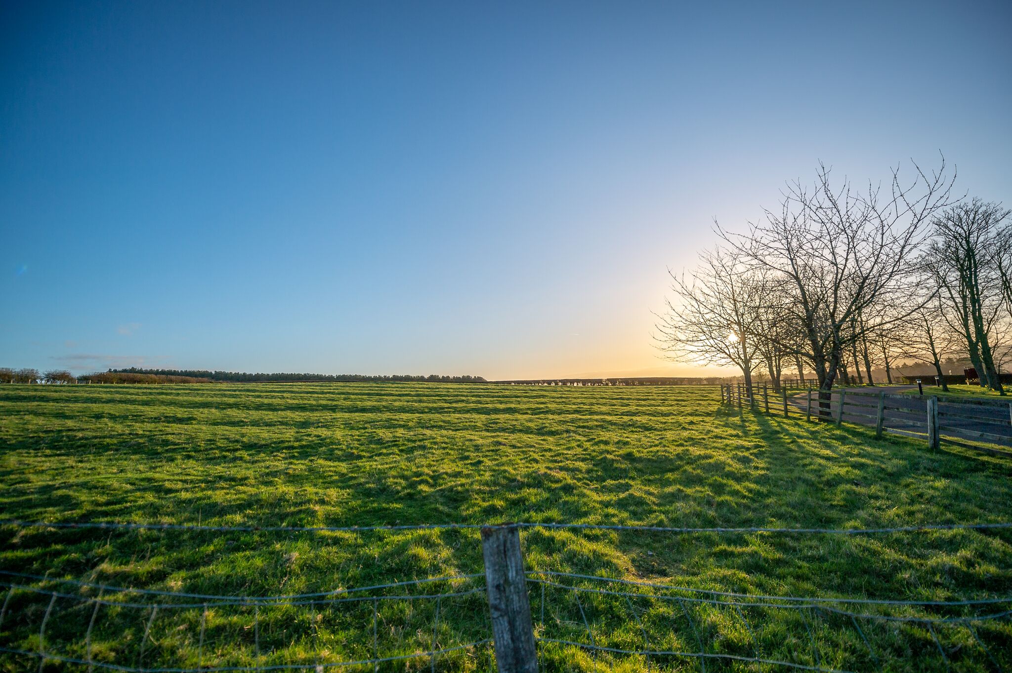 Field at sunrise with trees and a fence to the right and clear blue sky
