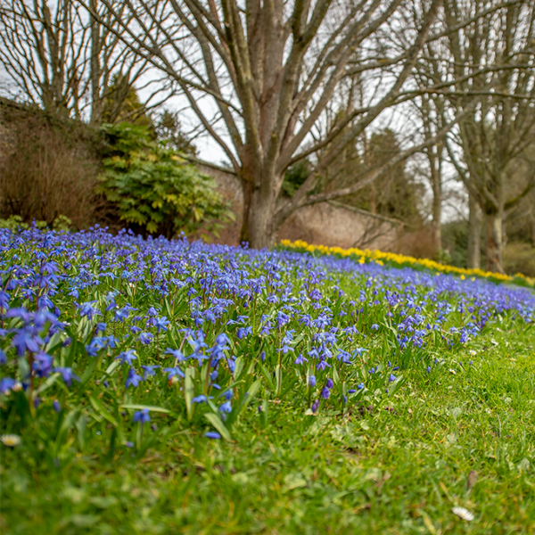 Bluebells on a slope with trees and daffodils in the background