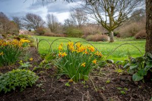 Clump of daffodils with orange centres with a tree in the background