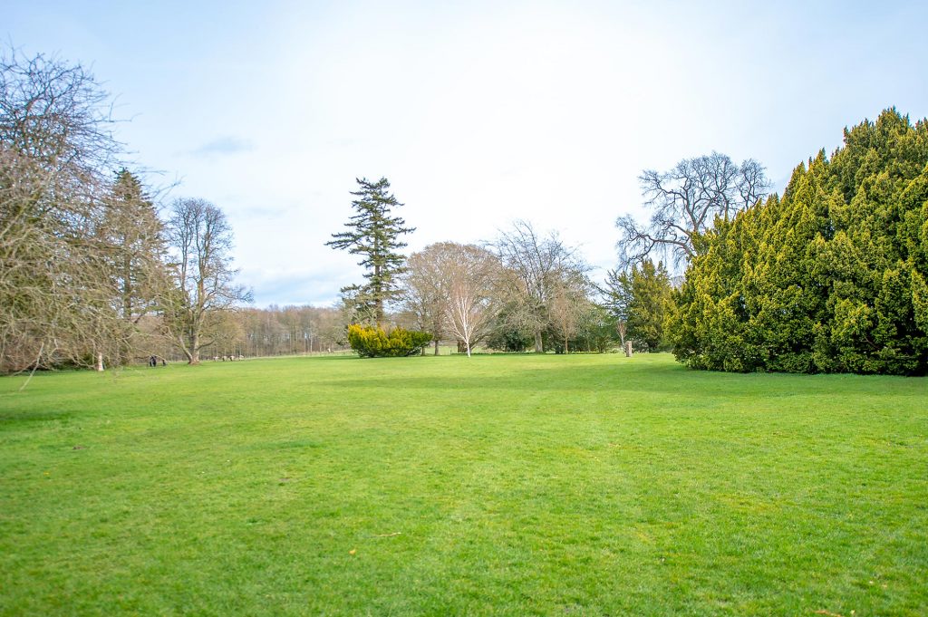 lawn with bushes and trees