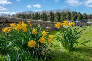 2 clumps of daffodils by a stone wall in a garden with trampoline in the background