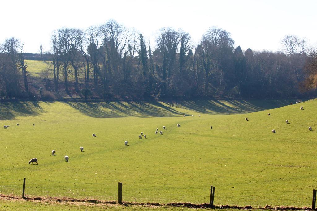 Redlands Coppice green grassy field with fence in front and treeline at the back.