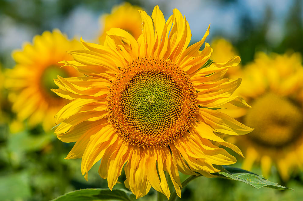 large sunflower in a field of sunflowers