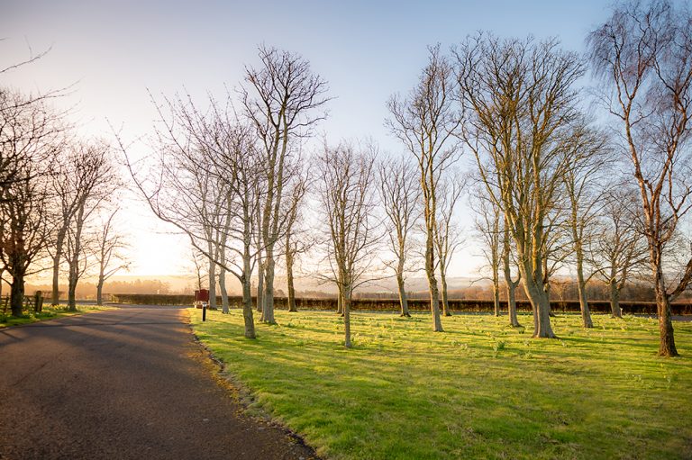 Trees with no leaves at sunrise