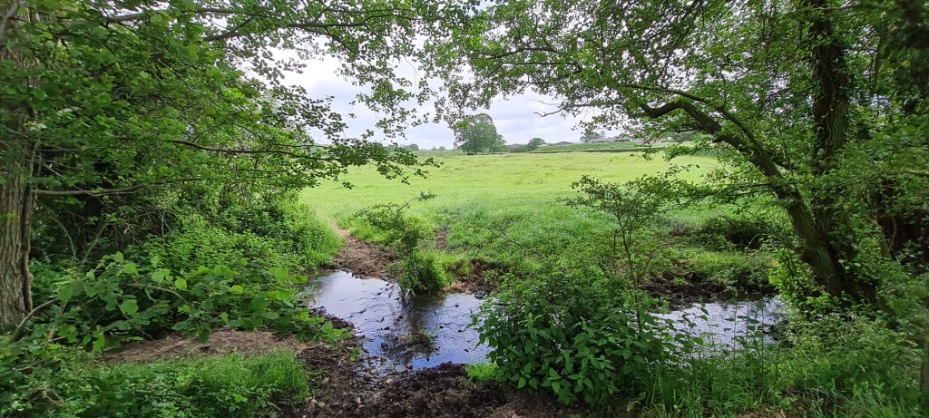 Woodland stream