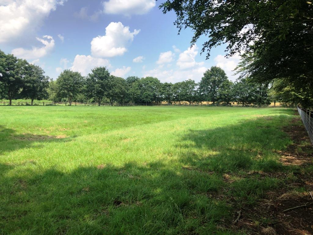 A field surrounded by trees at Medbury Farm