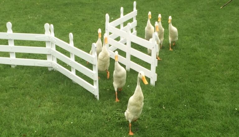 white ducks being herded on grass between small white fences with cute orange beaks, legs and feet
