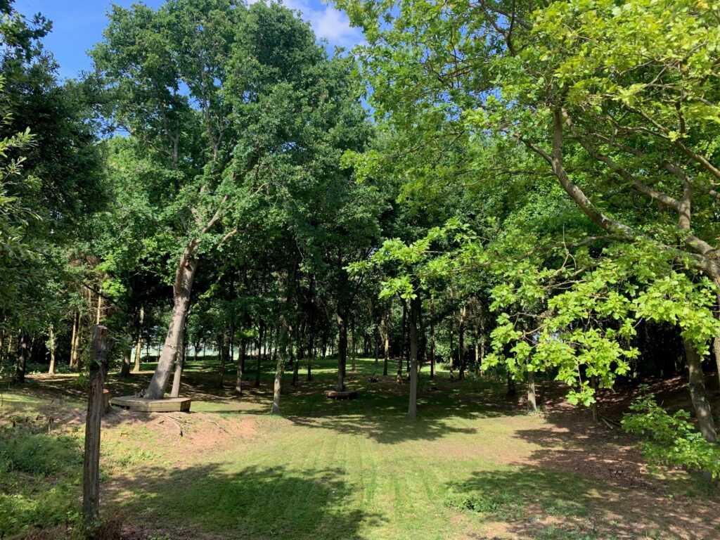 Woods at Bygrave Woods