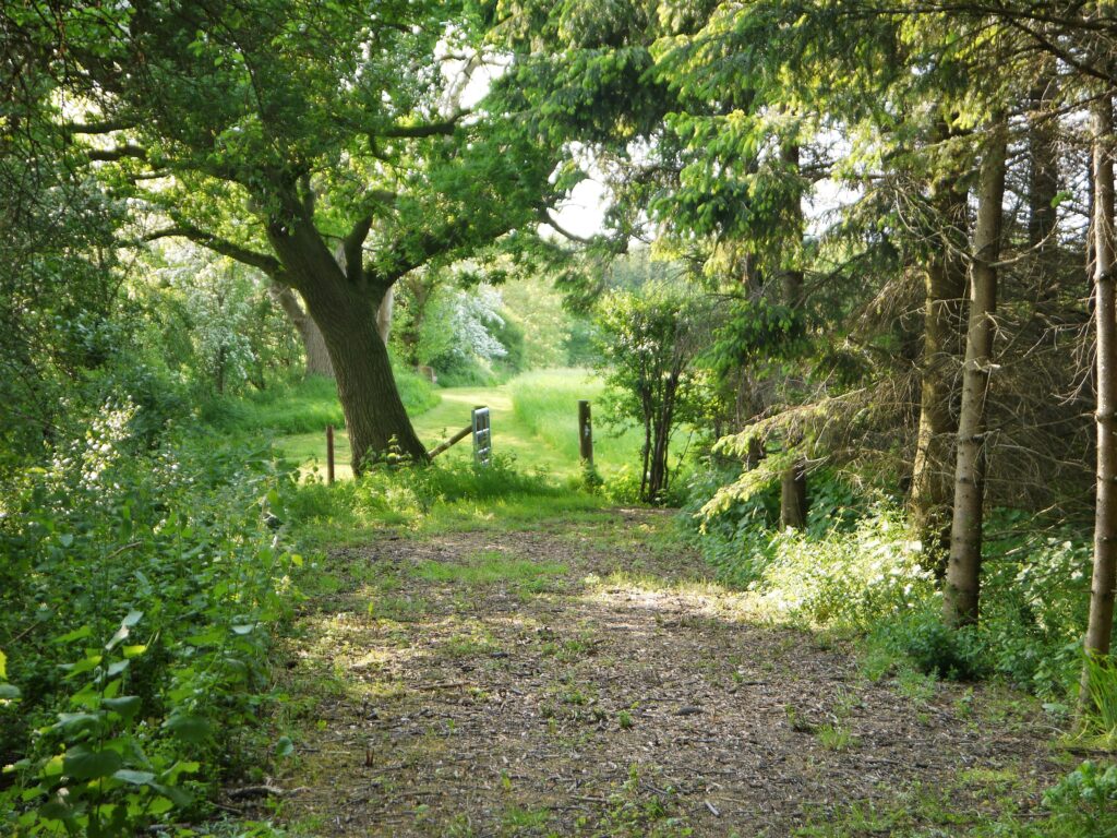 Woodland stroll at Barton Grange