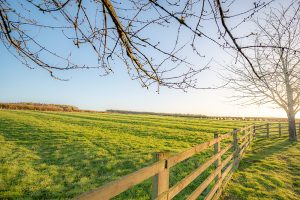 Looking over a wooden fence through the ends of tree branches across a field at sunrise