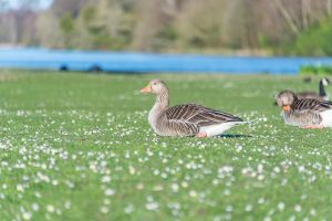 2 grey geese sitting on a lawn of daisies with a lake in the background