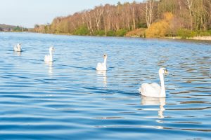 4 swans swimming one in front of the other on a lake with trees on the other bank